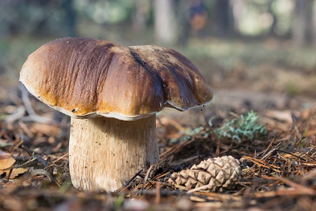 Boletus edulis2